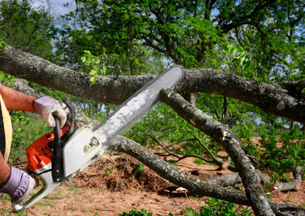 Best Residential Tree Removal  in Laton, CA